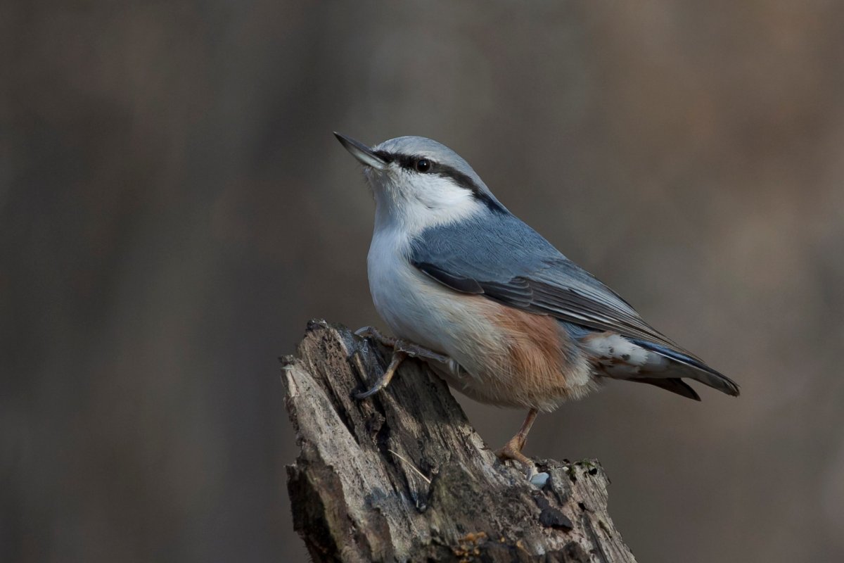 Серая птица