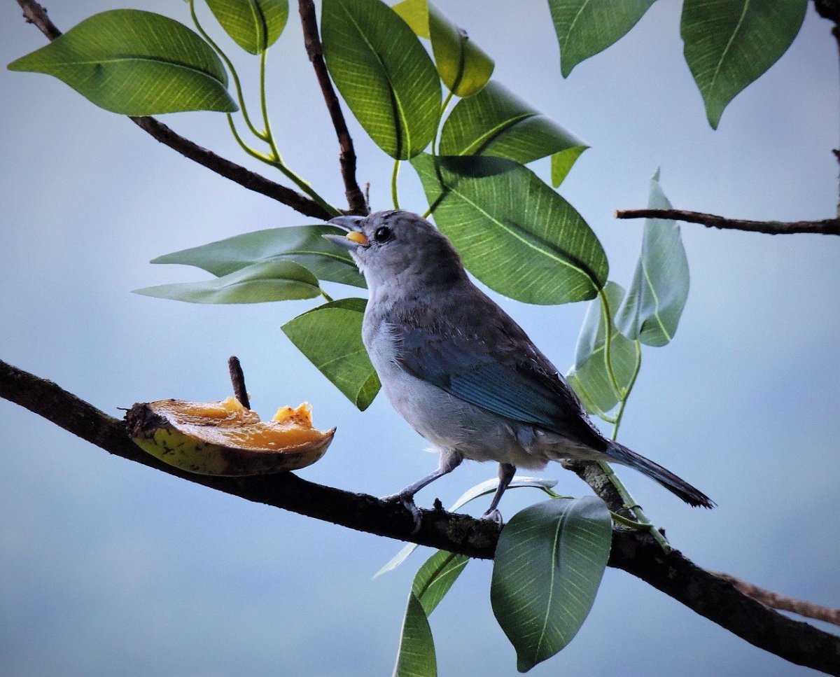 Маленькая серенькая птичка в Сибири