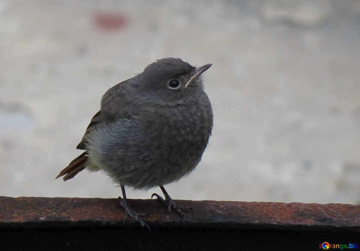 Птица меньше воробья серого цвета