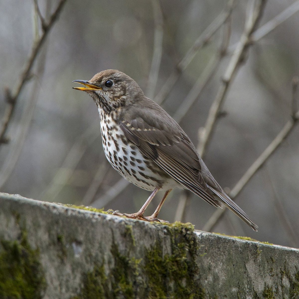 Серая Славка (Sylvia communis)