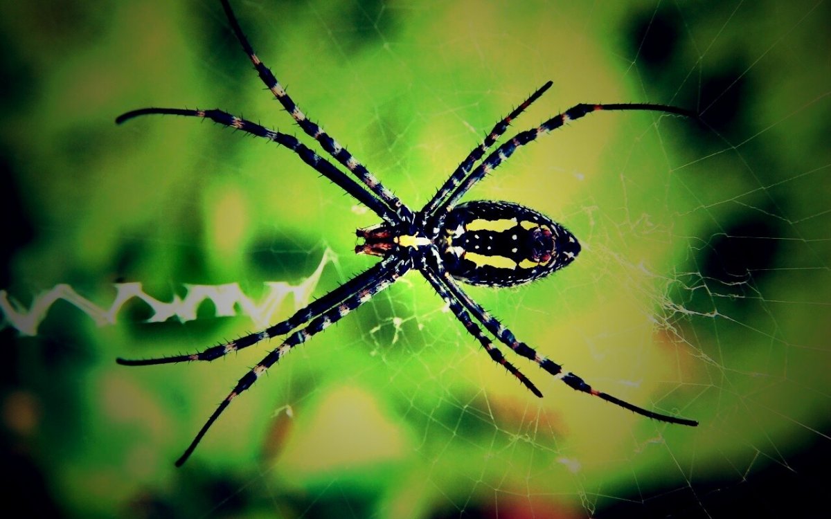 Паук Крестоносец обыкновенный