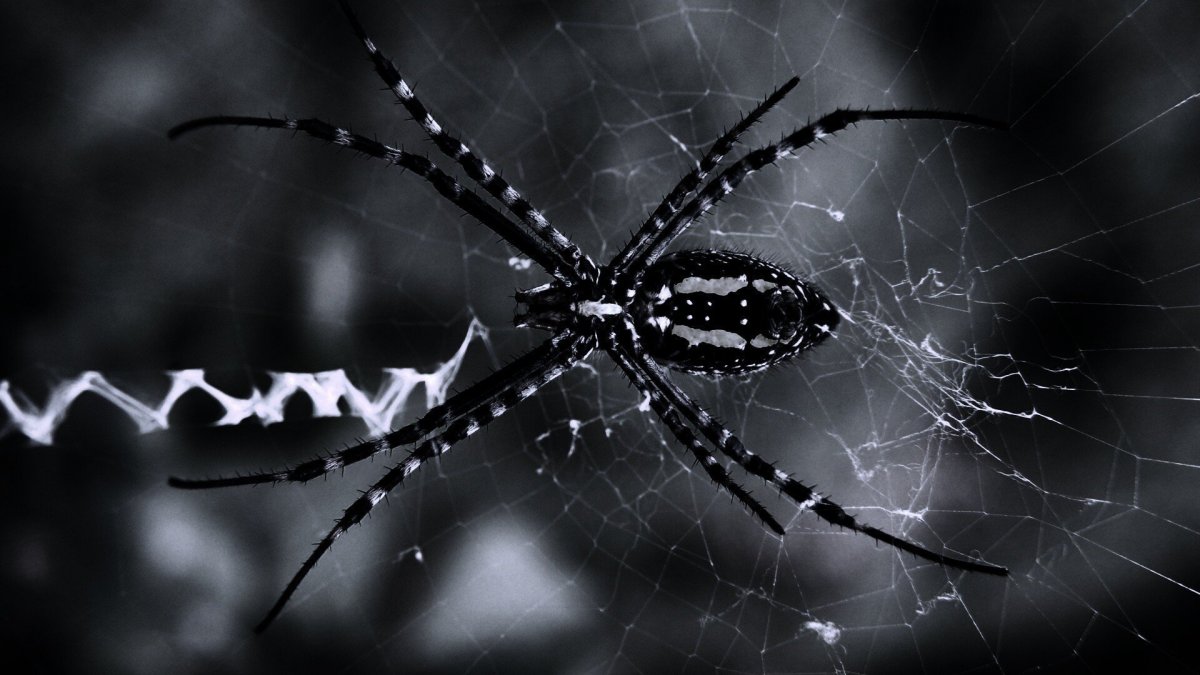 Паук на черном фоне
