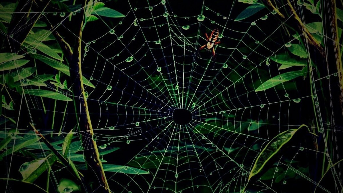 Паук на паутине