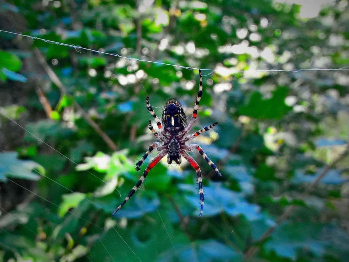 Пауки Дмитровского района
