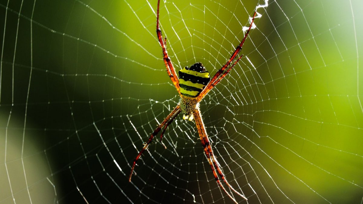 Паук Тарантул на паутине