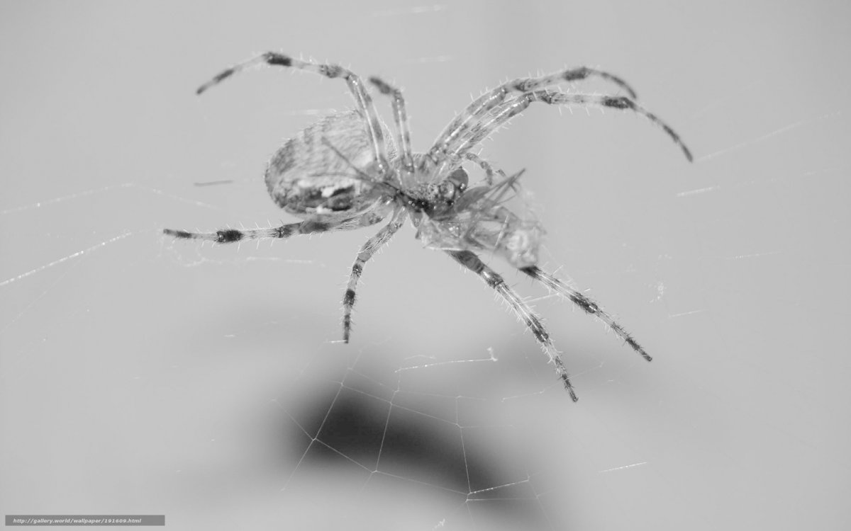Крутые обои с пауком