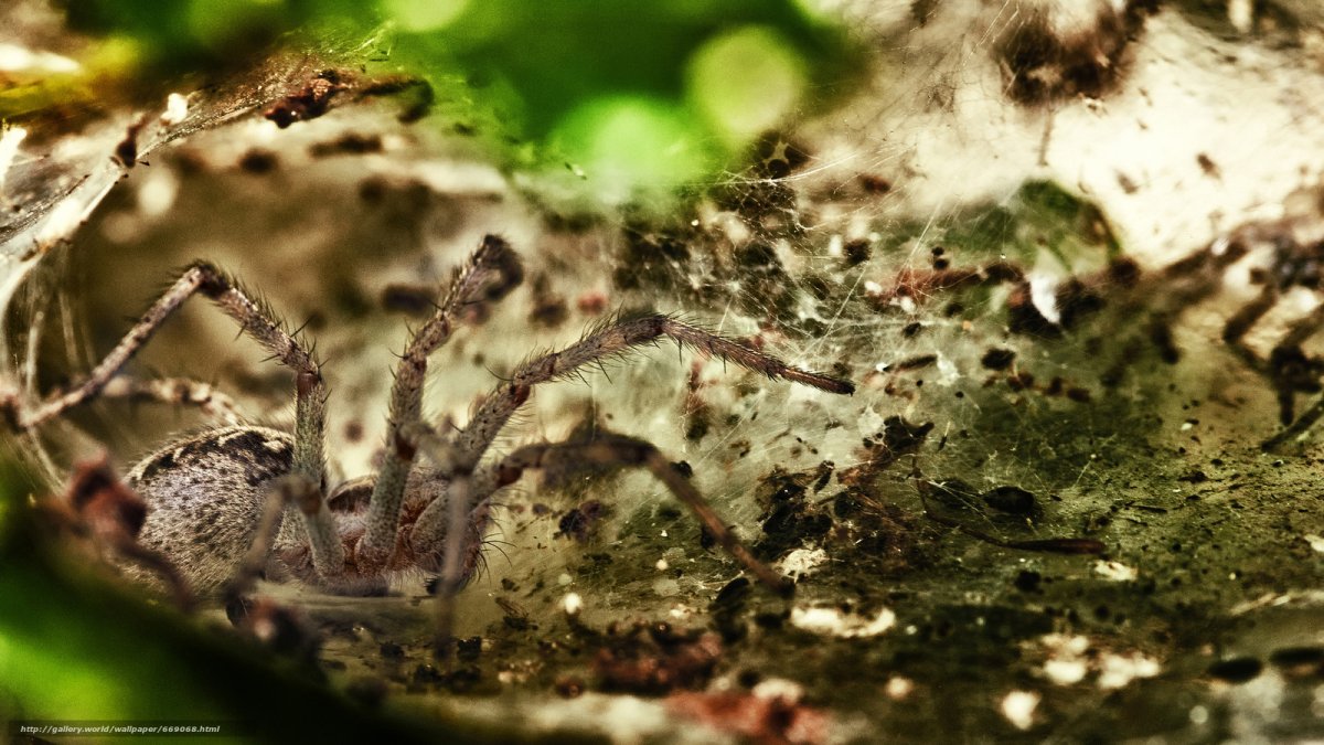 Смешная паутина