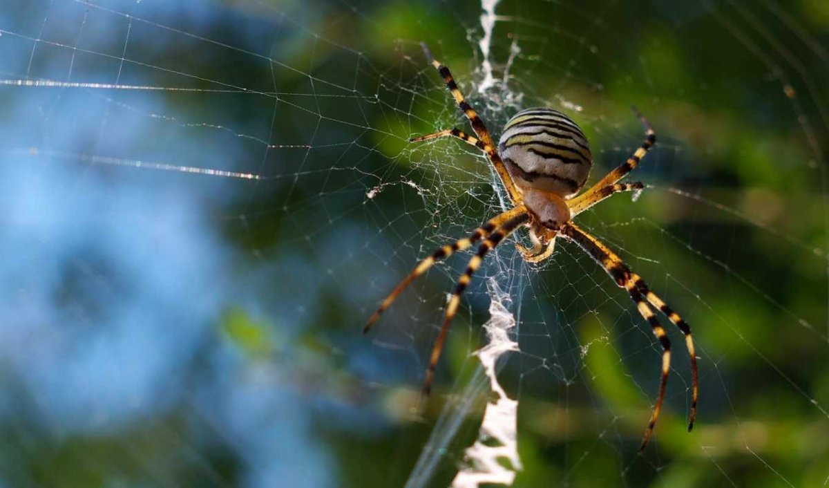 Что видит паук