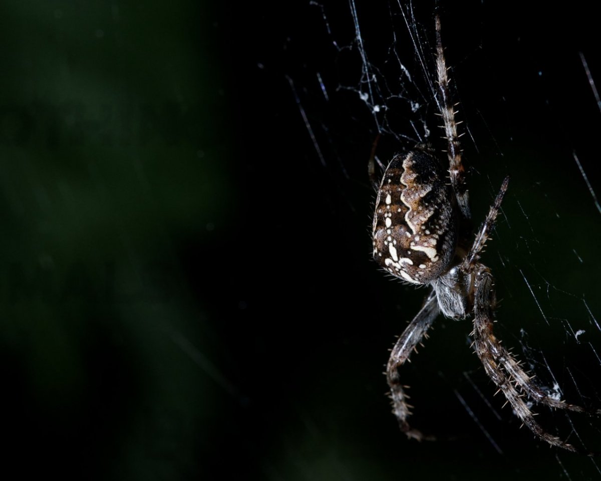 Паук затаился
