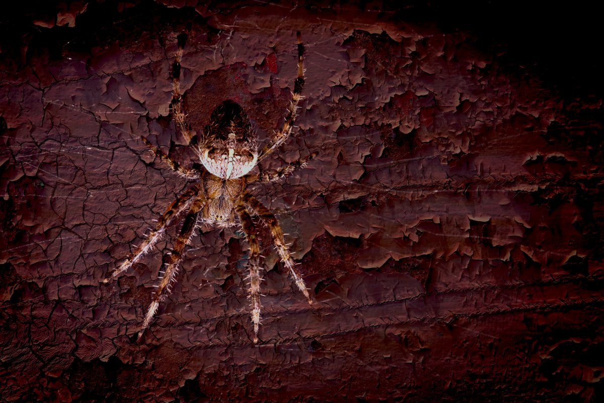 Страшные пауки