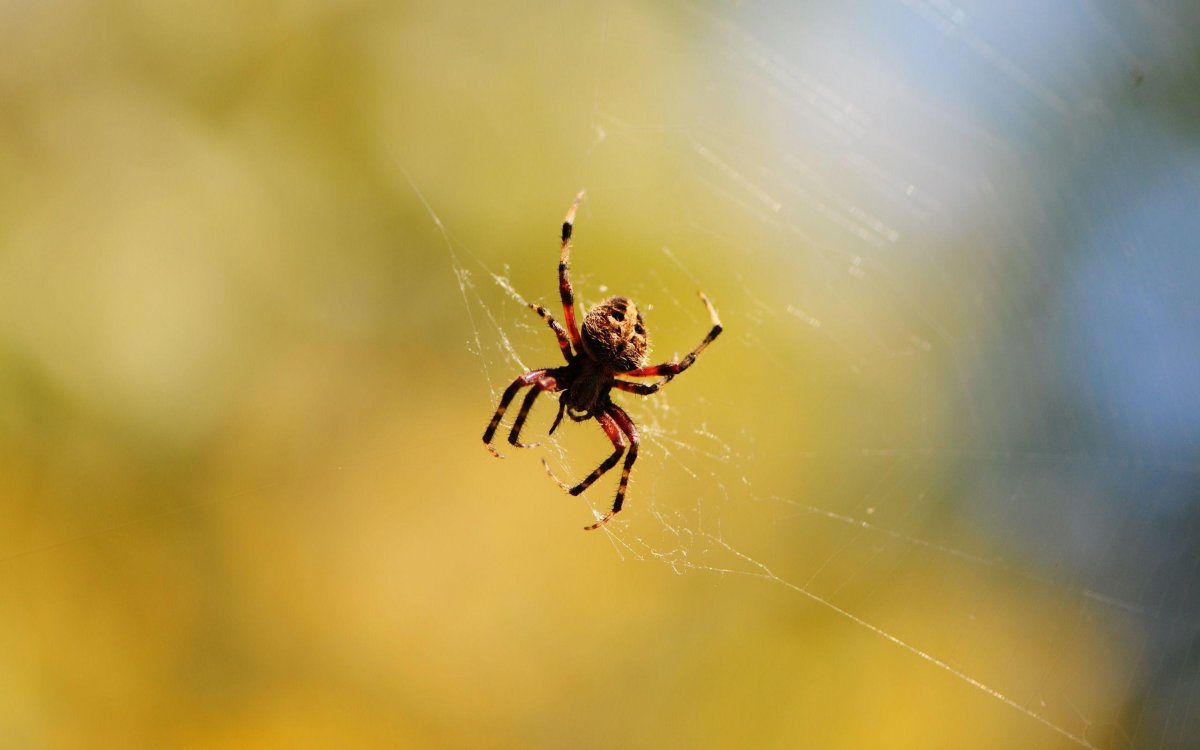 Паук письмоносец