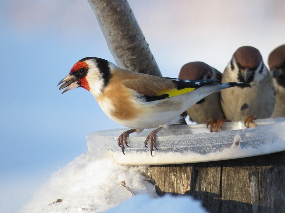Снегирь самка