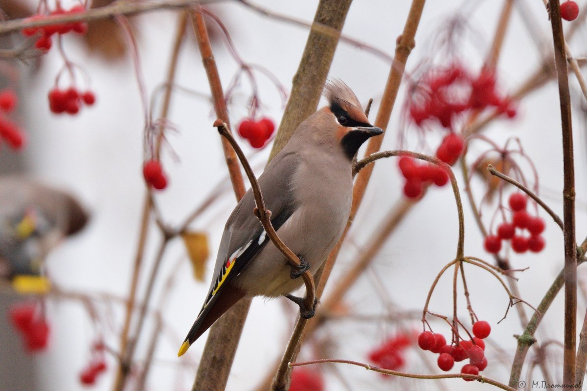 Зимние птицы в Сибири Щур