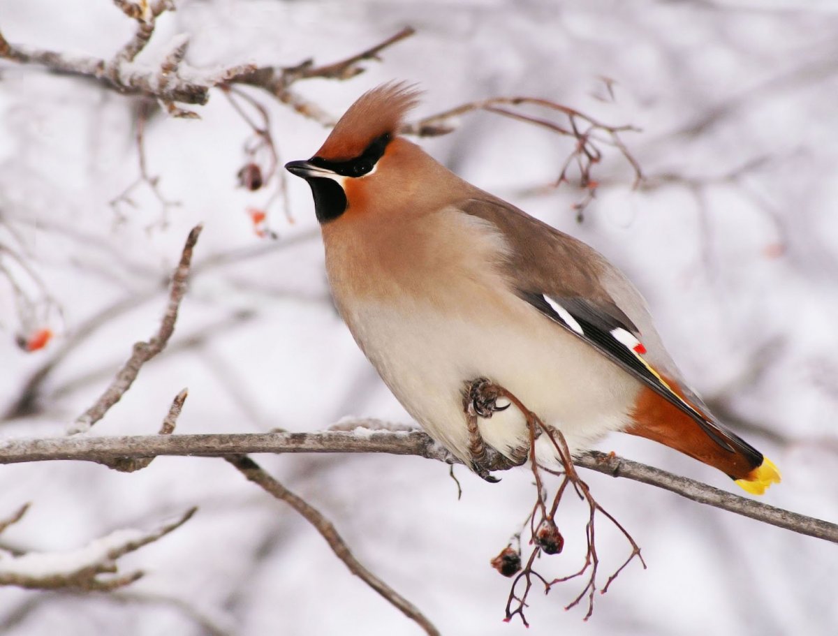 Снегирь Сибирский серый