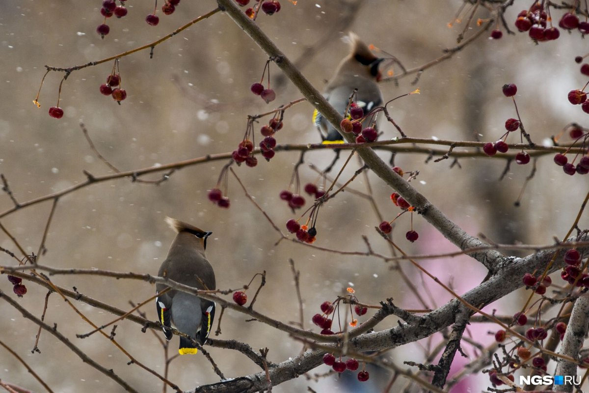 Птицы Урала Снегири