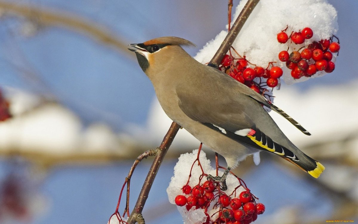 Птицы Алтая определитель