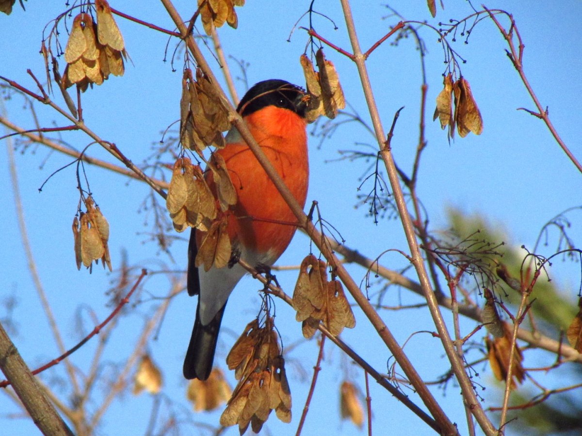 Зимние птицы Воронежской области