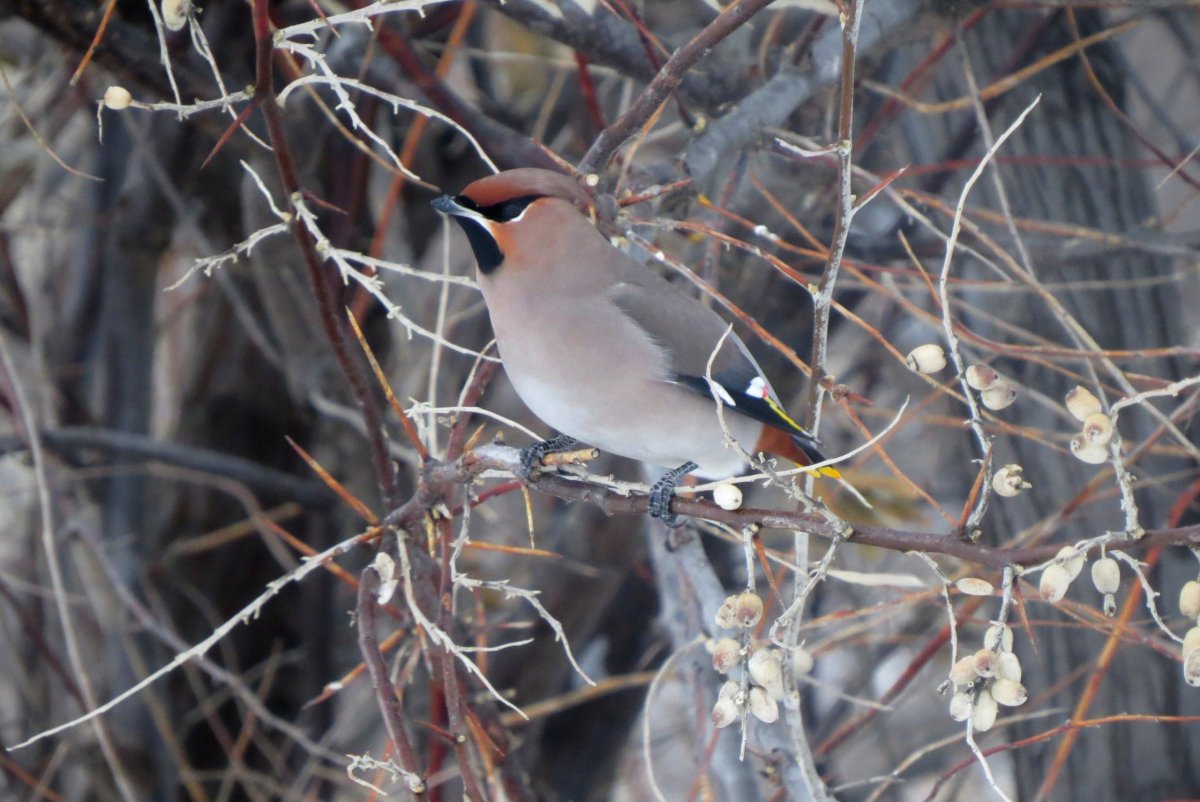 В Новосибирск прилетели птицы