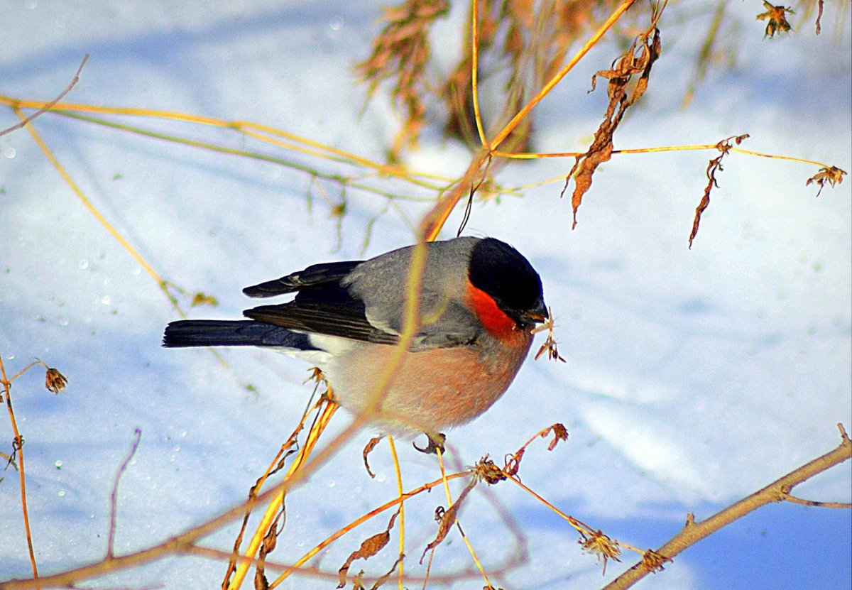 Свиристель птица зимой