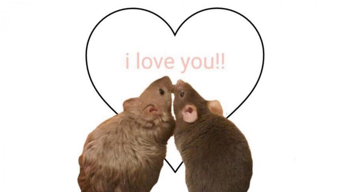 Две крысы арт