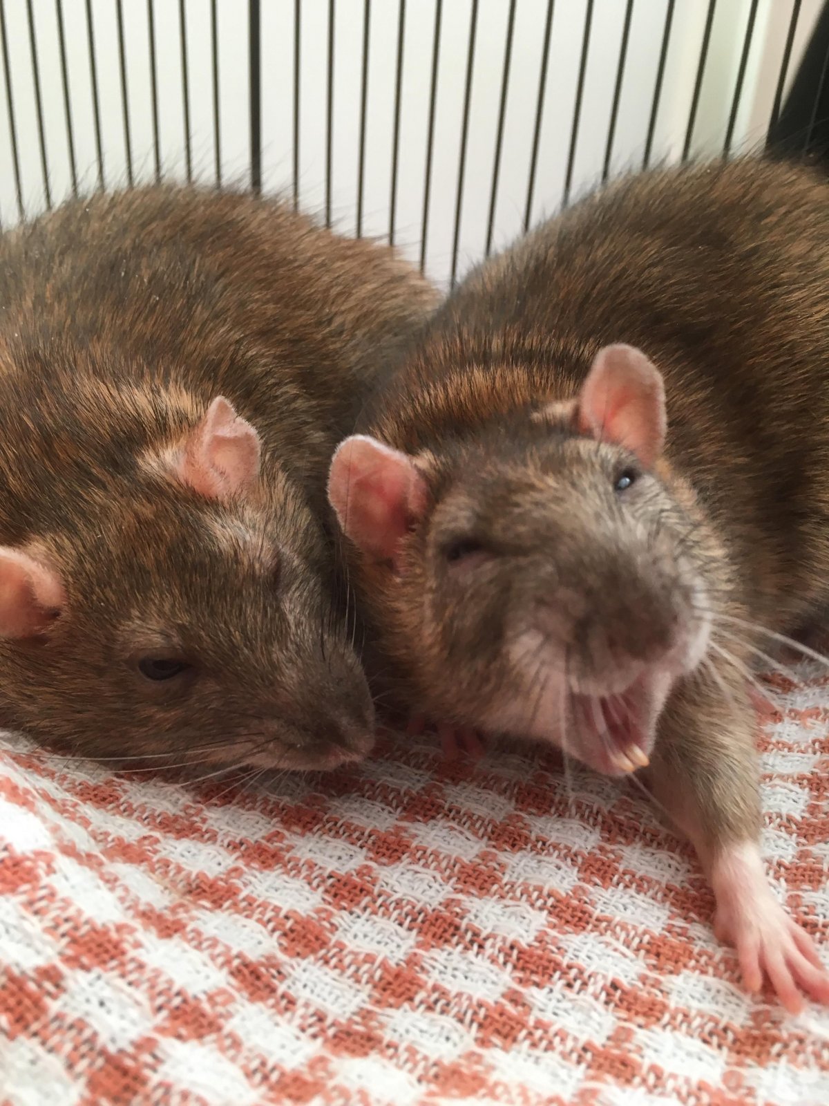 Три крысы подружки