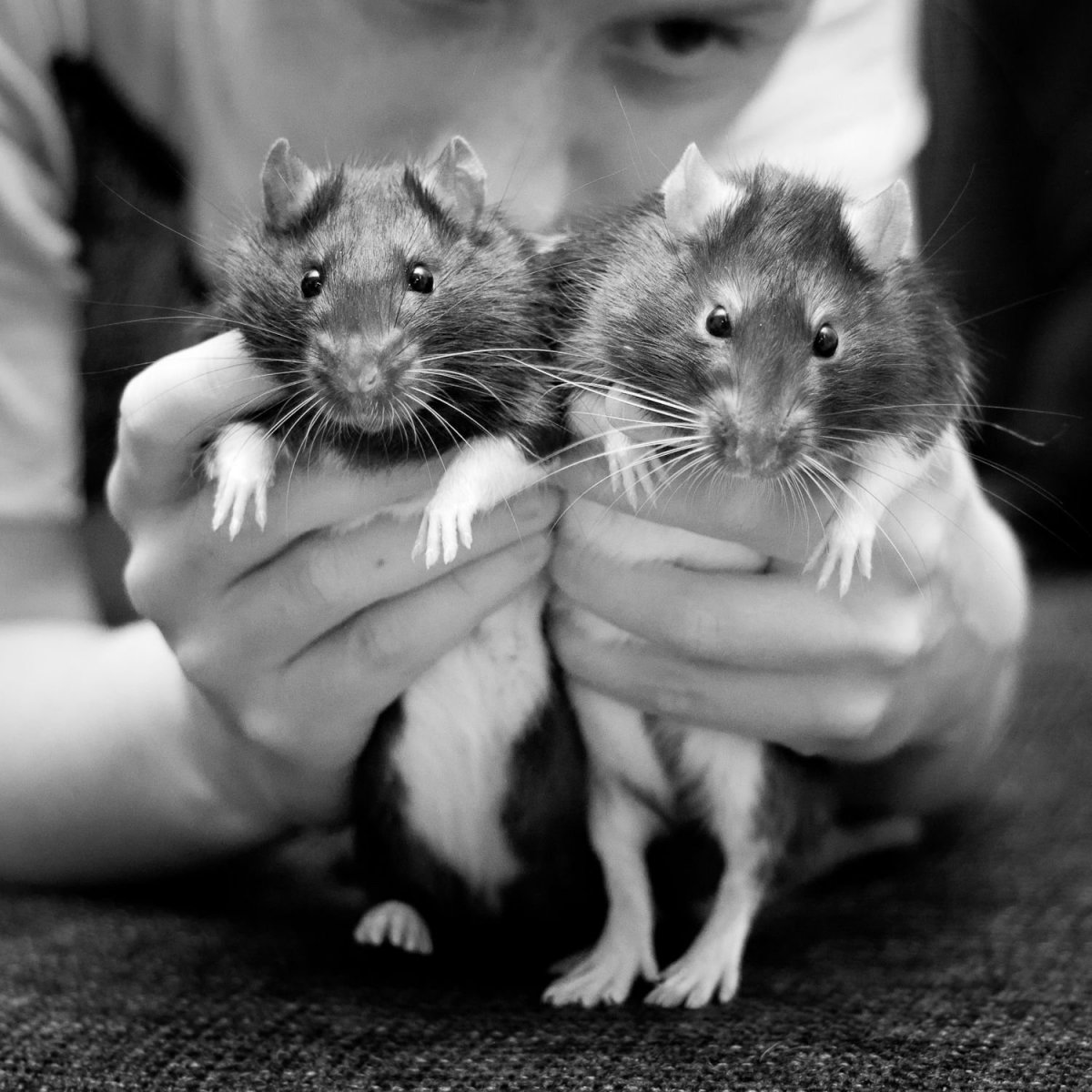 Крыски подруги