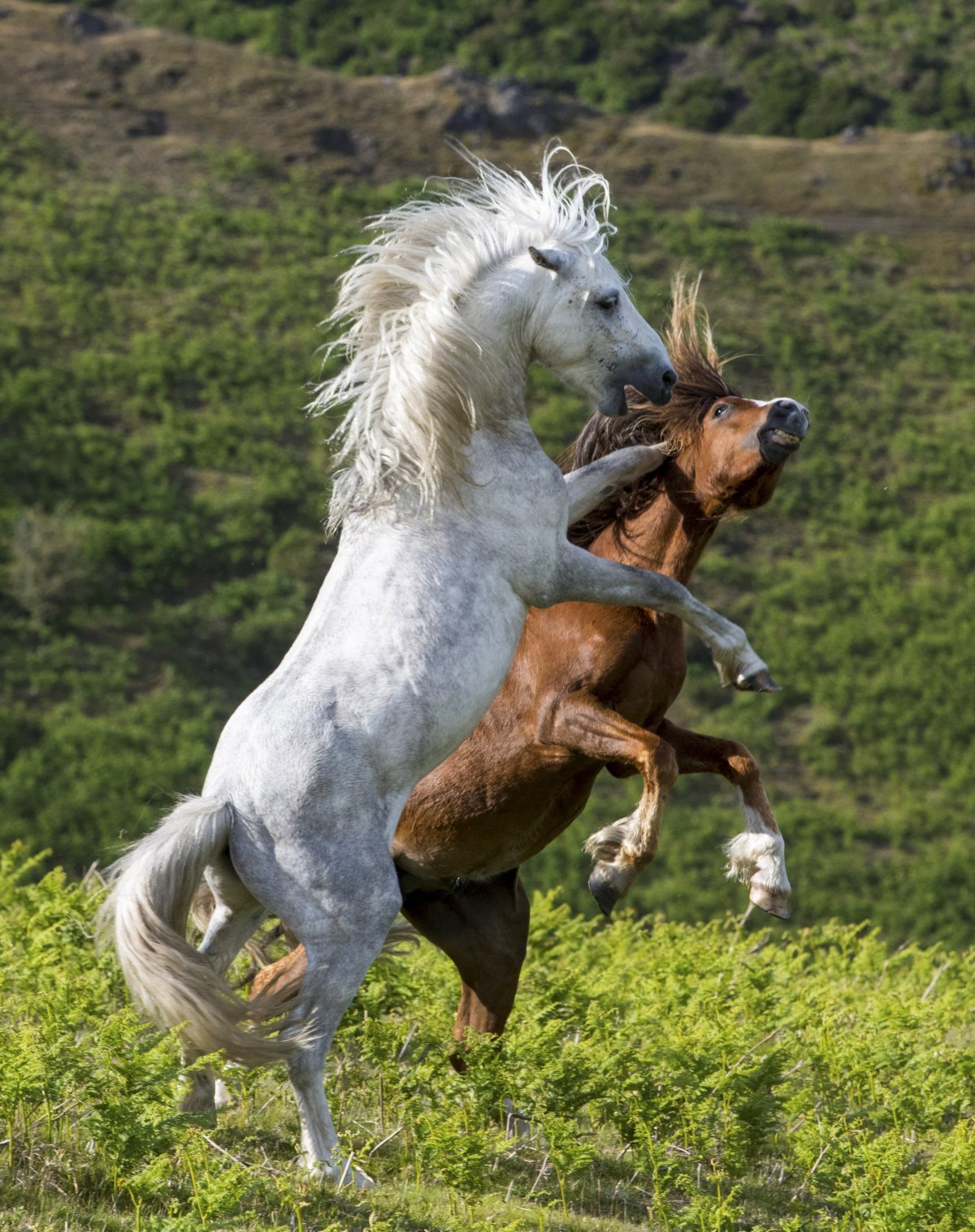 Лошадь на дыбах
