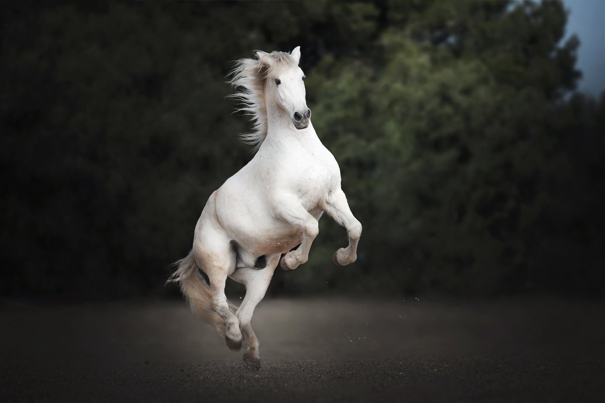 Белая лошадь