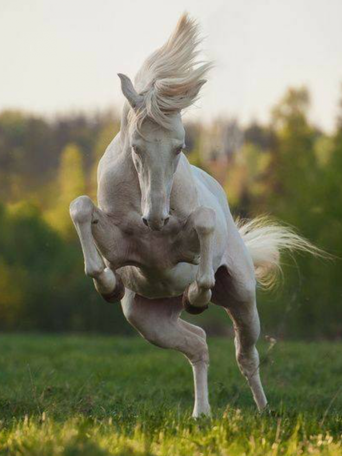 Белая лошадь на дыбах
