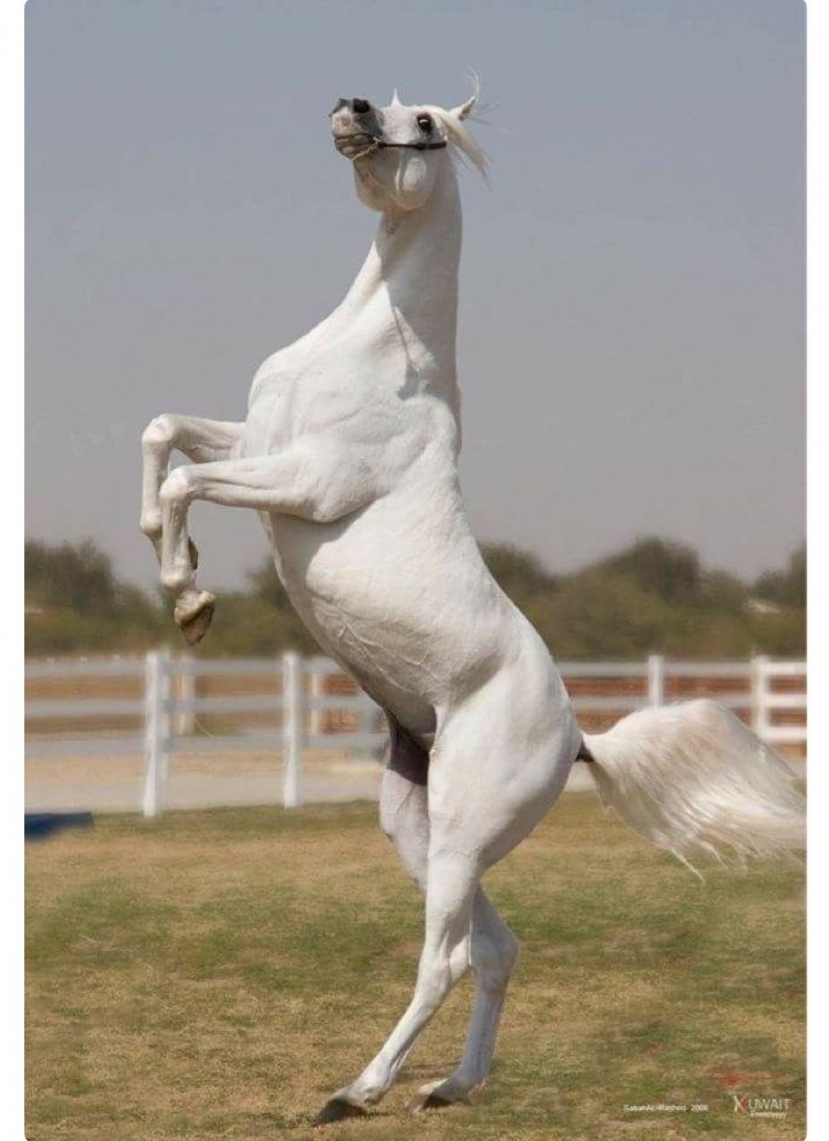 Лошадь на дыбах