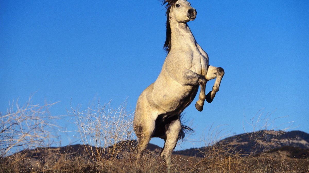 Монгольский Мустанг