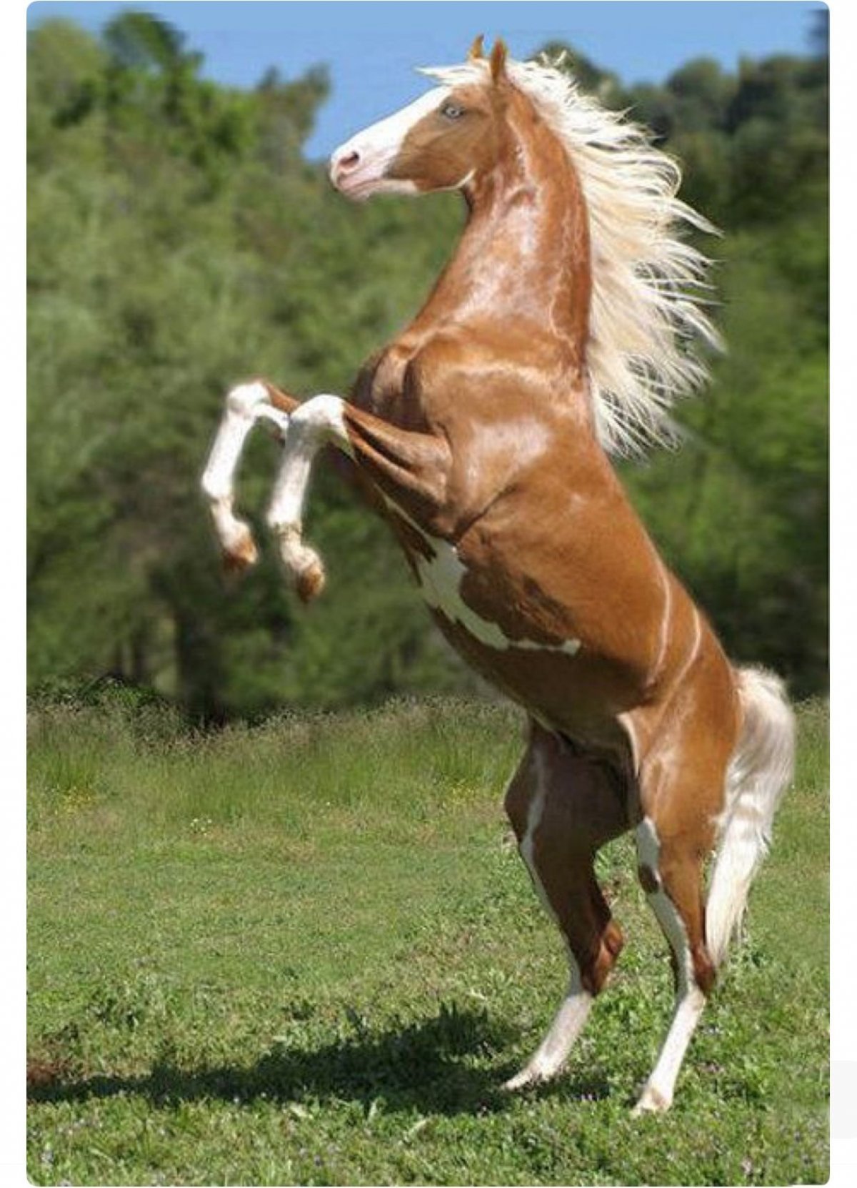 Пинто Паломино лошадь