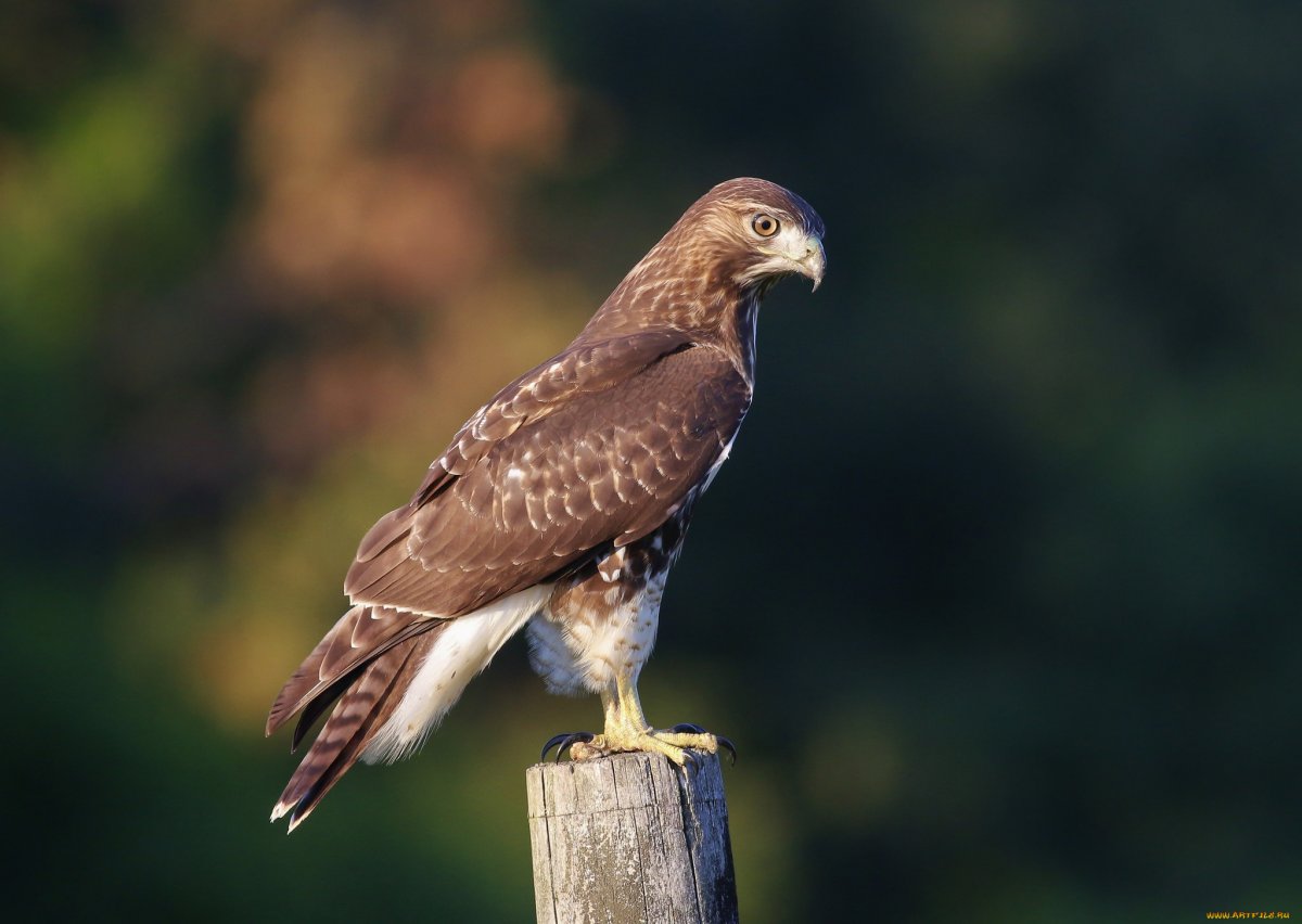 Птица ястреб тетеревятник
