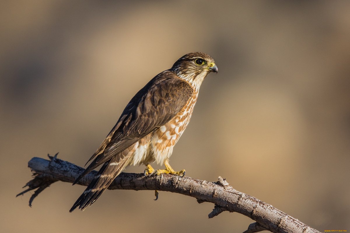 Хищные птицы Волгоградской области