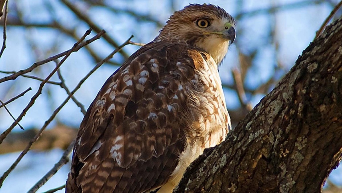 Камчатский Кречет