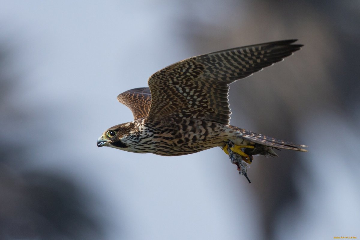 Хищные птицы Украины