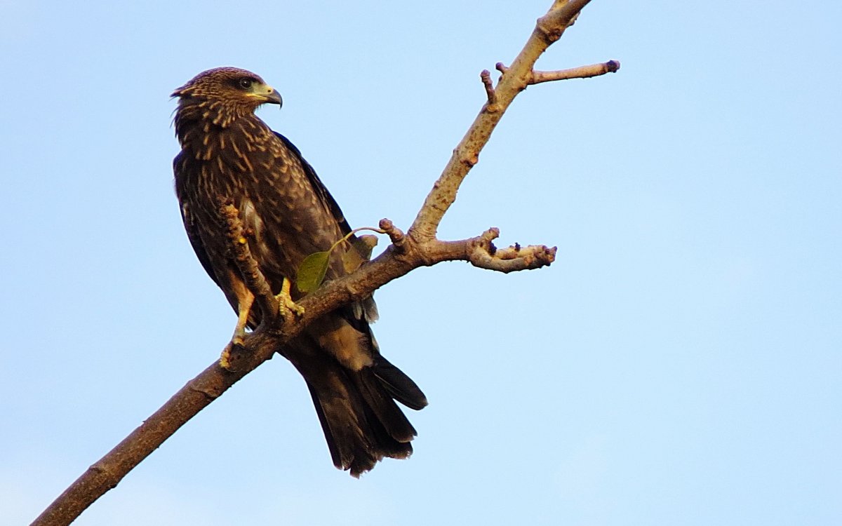 Хищные птицы Ленинградской области ястреб