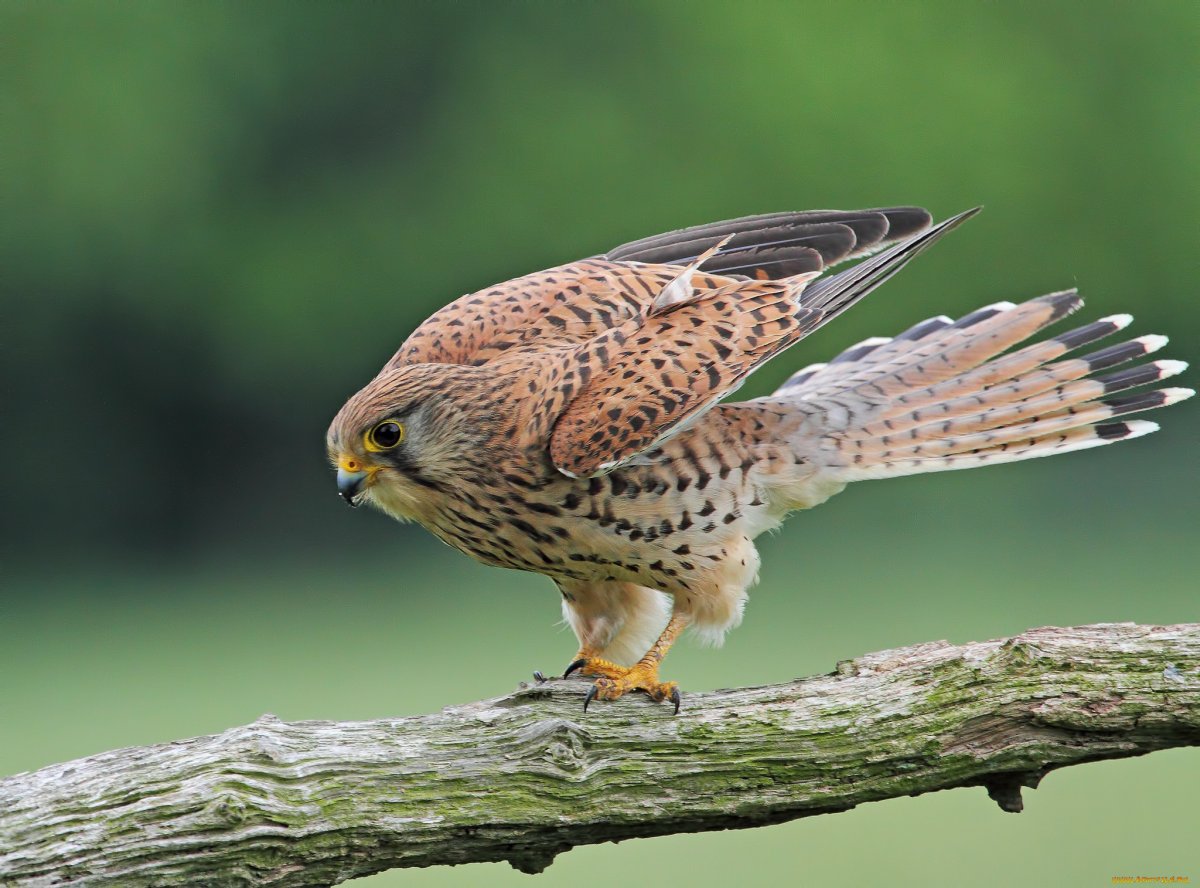 Канюк хищник