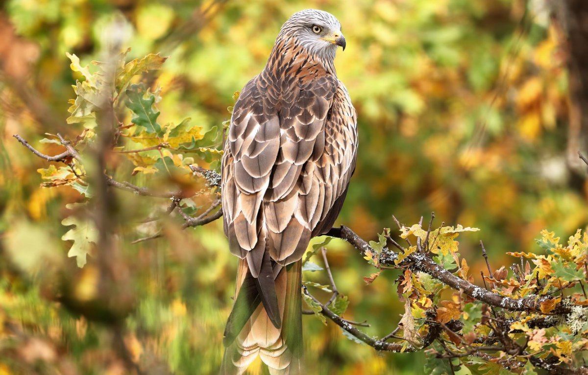 Краснохвостый Сарыч