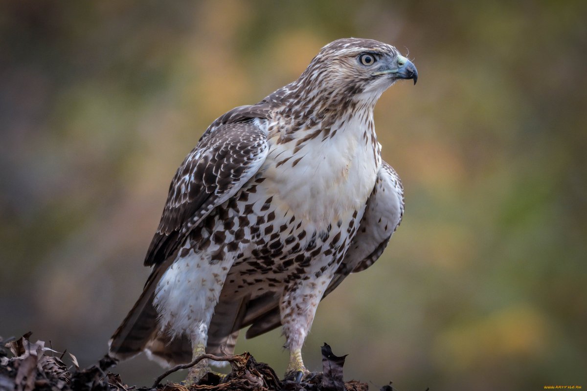 Хищные птицы Забайкалья