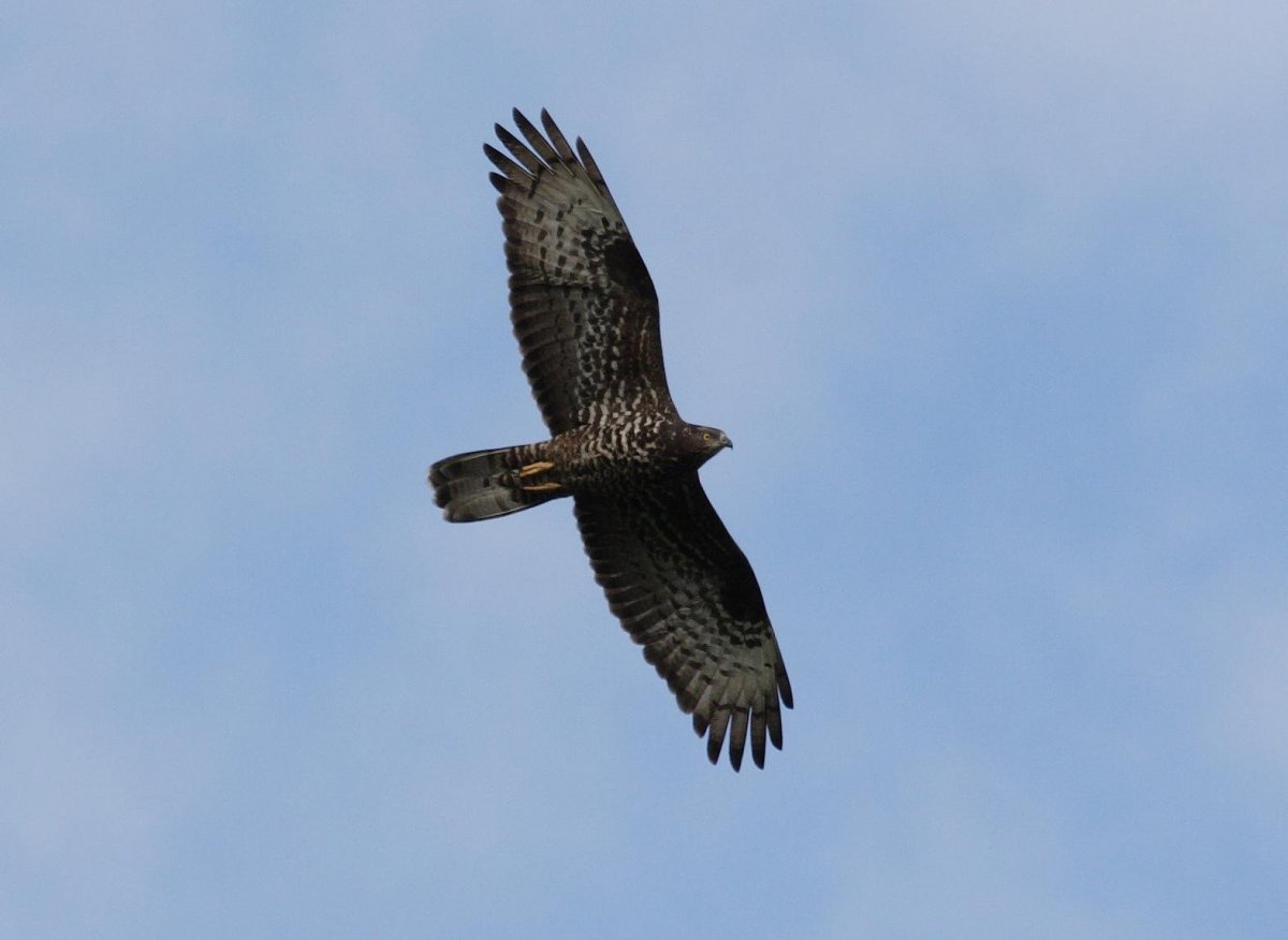 Хищные птицы Краснодарского края