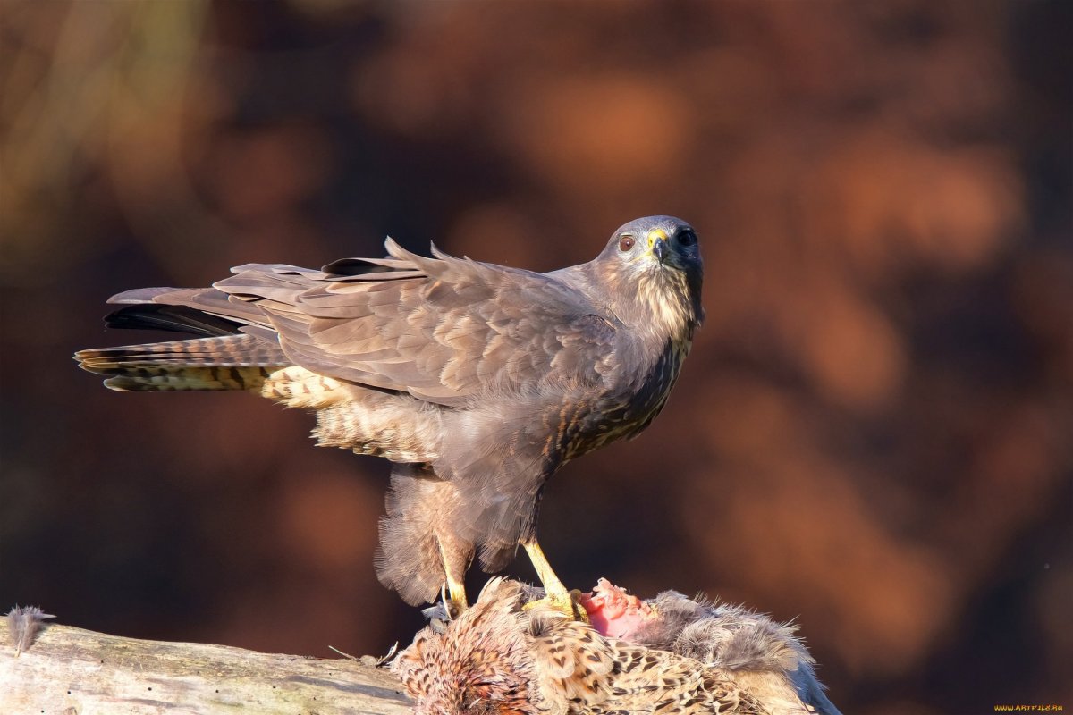 Сокол балобан Шахин