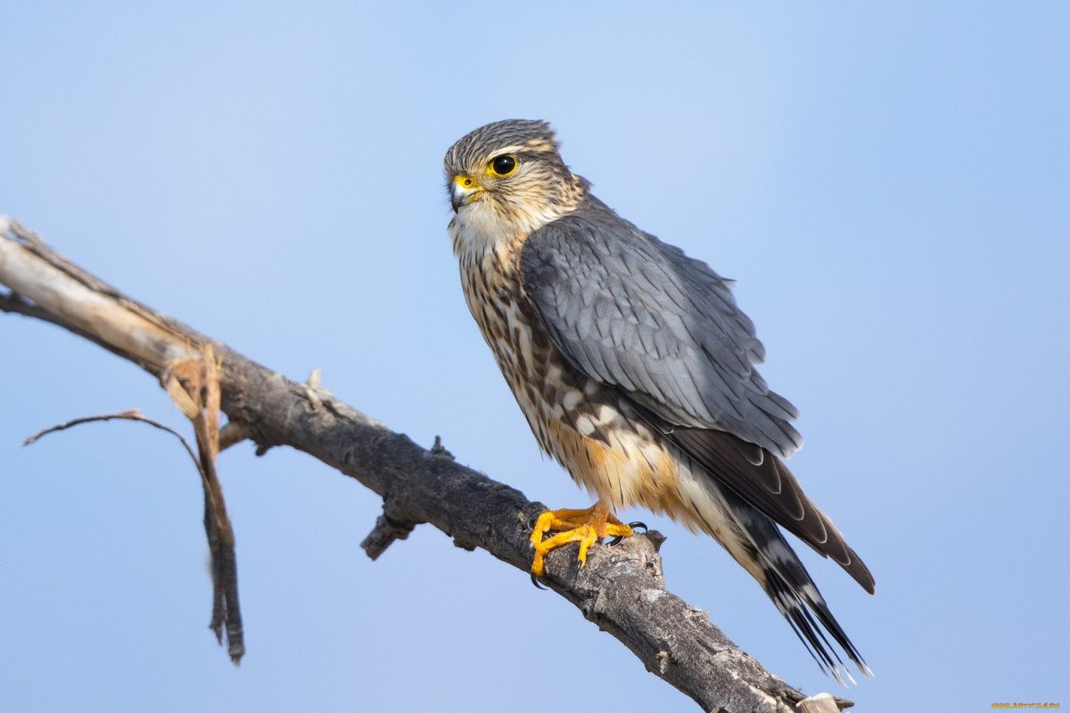 Хищные птицы ленинградской области