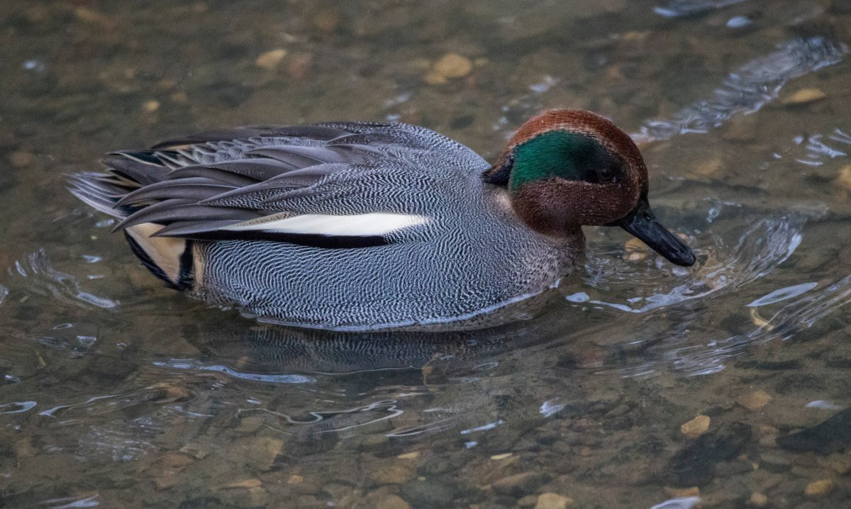 Водоплавающие птицы Подмосковья