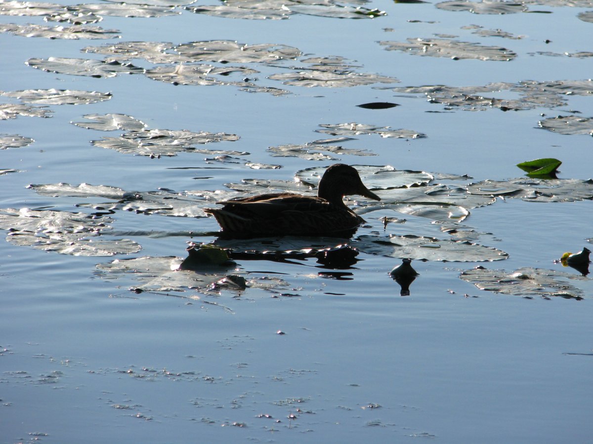 Ныряющие птицы Подмосковья
