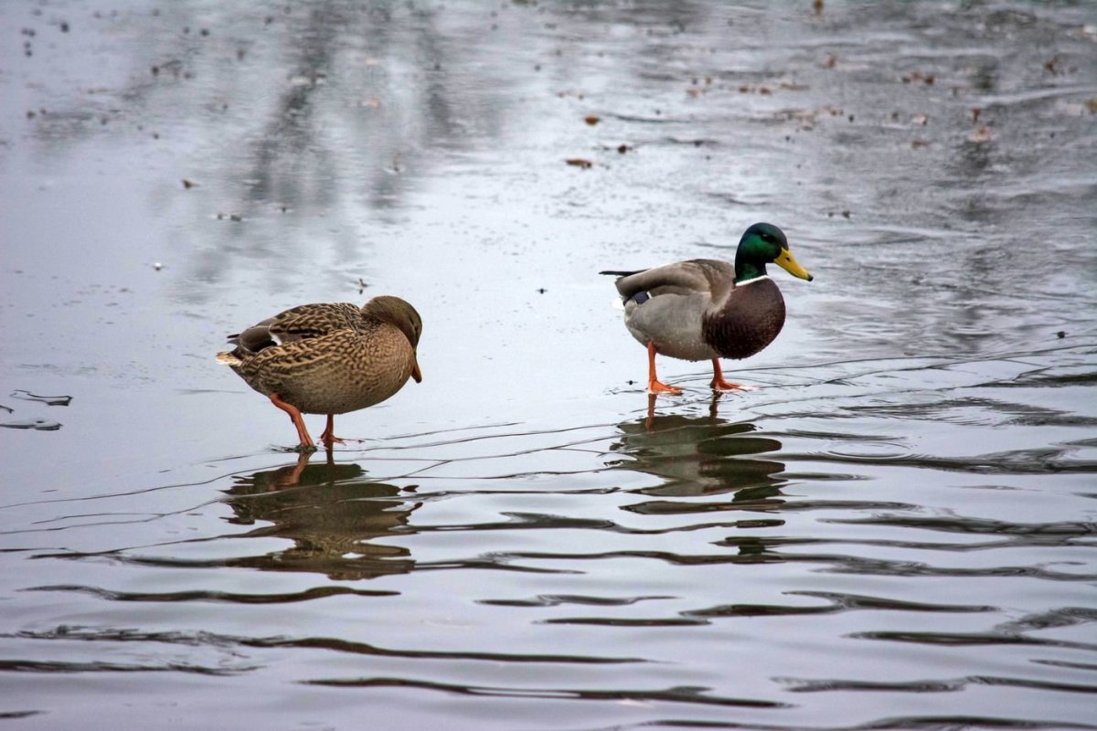 Дикие водоплавающие птицы