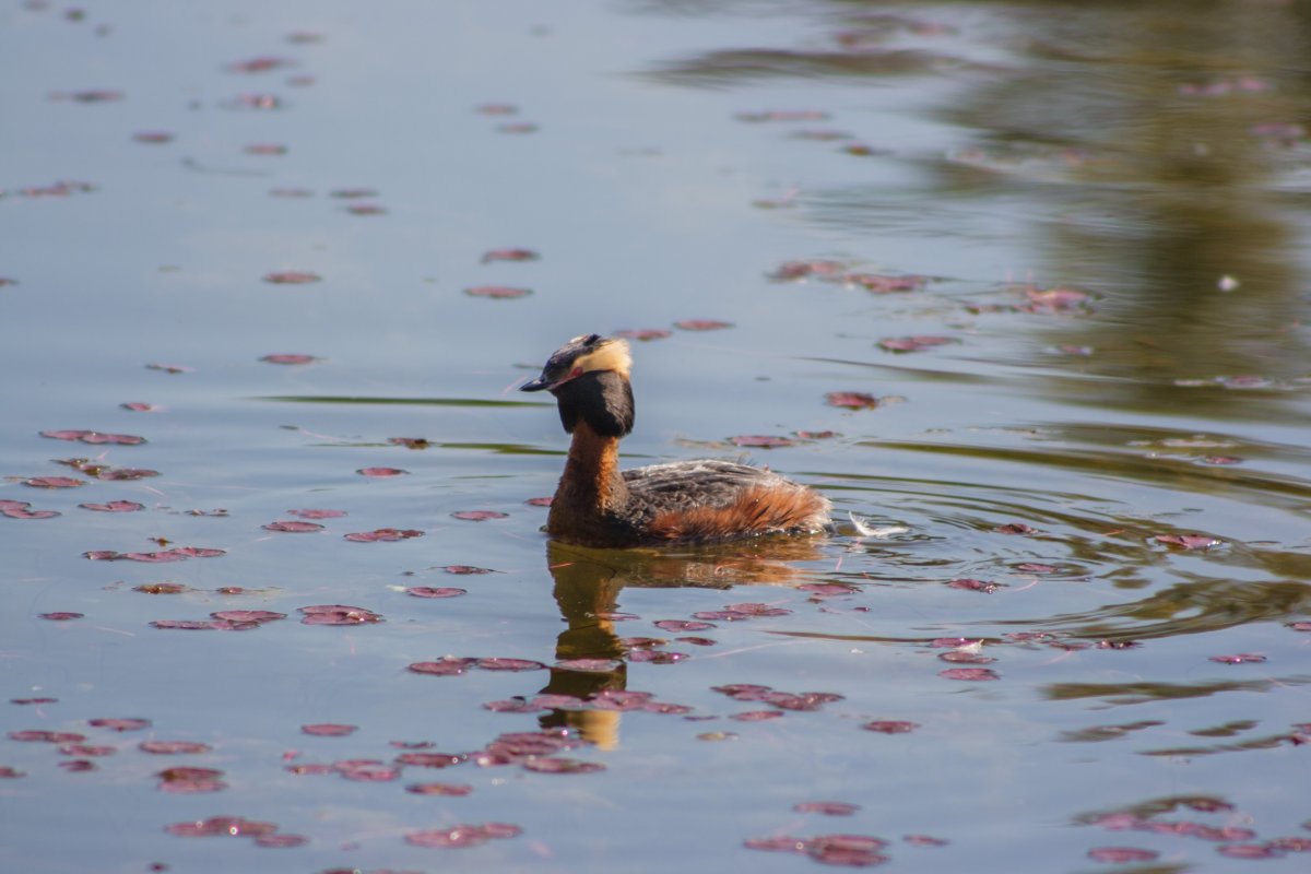 Водоплавающие птицы Подмосковья