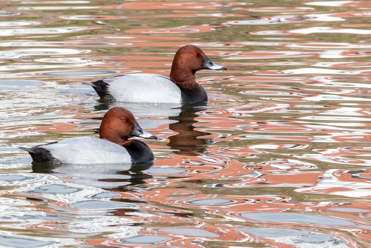 Утки птицы водоплавающие