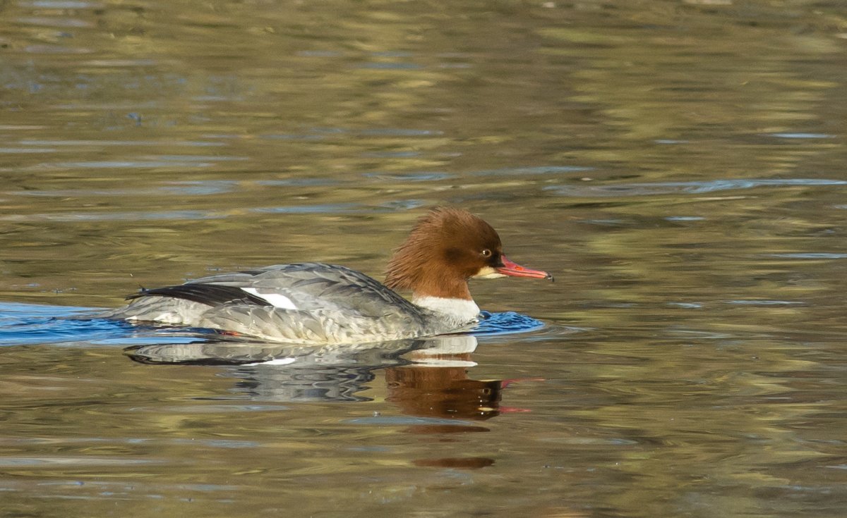 Водоплавающие птицы Подмосковья
