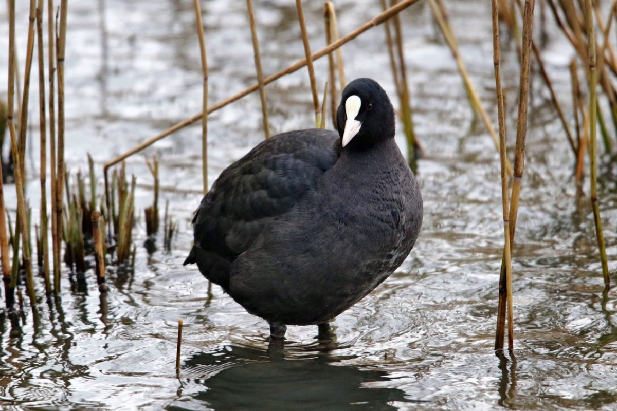 Хохлатая водоплавающая птица